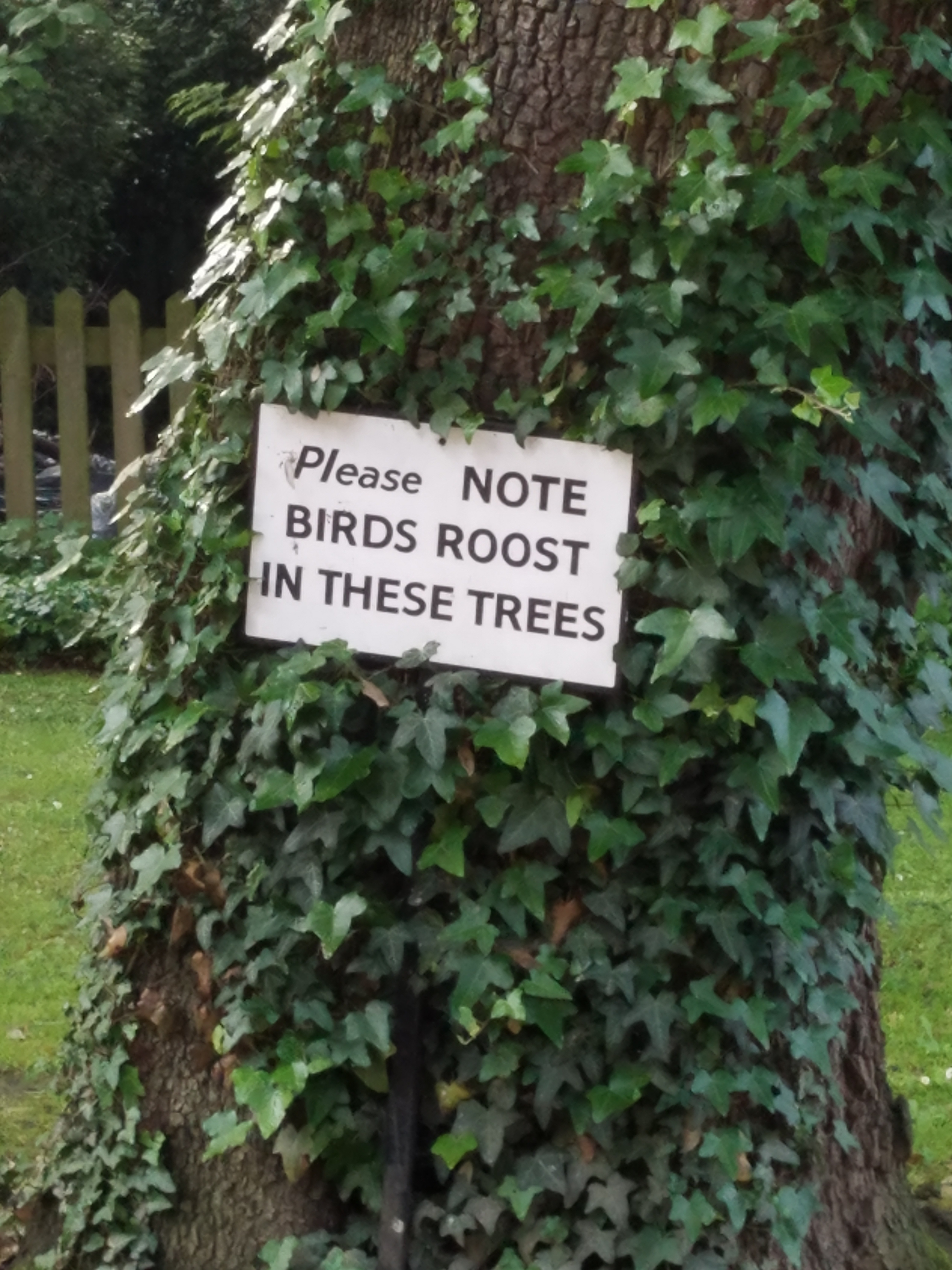 birdsroostinthesetrees